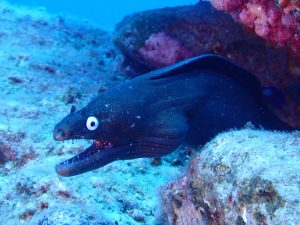 Morena negra buceando.