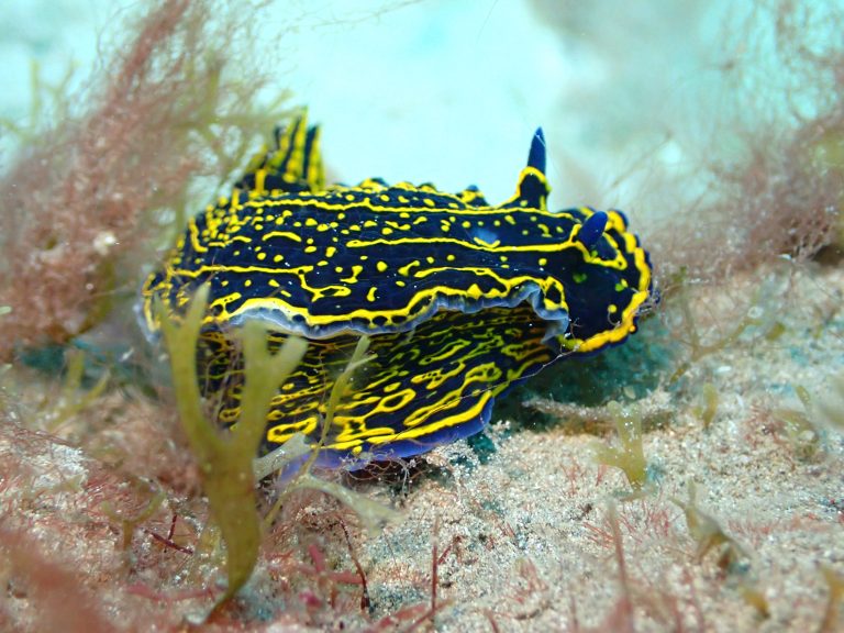 nudibranquio