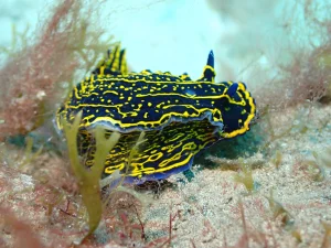 Nacktschnecke im Veril